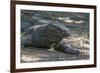 Indonesia, Komodo Island. Komodo NP, UNESCO. Famous Komodo Dragon-Cindy Miller Hopkins-Framed Photographic Print