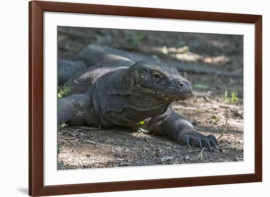 Indonesia, Komodo Island. Komodo NP, UNESCO. Famous Komodo Dragon-Cindy Miller Hopkins-Framed Photographic Print