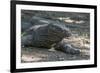 Indonesia, Komodo Island. Komodo NP, UNESCO. Famous Komodo Dragon-Cindy Miller Hopkins-Framed Photographic Print