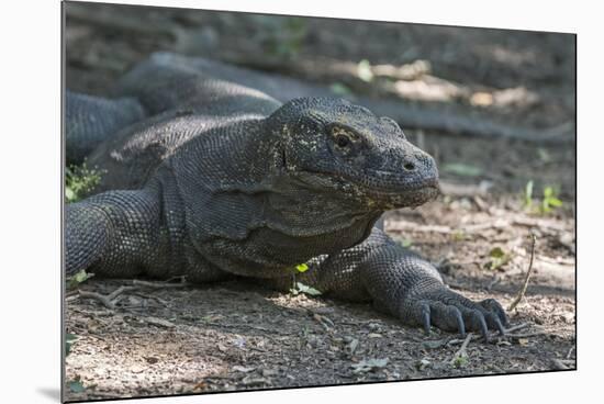 Indonesia, Komodo Island. Komodo NP, UNESCO. Famous Komodo Dragon-Cindy Miller Hopkins-Mounted Photographic Print