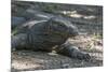 Indonesia, Komodo Island. Komodo NP, UNESCO. Famous Komodo Dragon-Cindy Miller Hopkins-Mounted Photographic Print