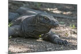 Indonesia, Komodo Island. Komodo NP, UNESCO. Famous Komodo Dragon-Cindy Miller Hopkins-Mounted Photographic Print