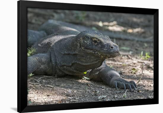 Indonesia, Komodo Island. Komodo NP, UNESCO. Famous Komodo Dragon-Cindy Miller Hopkins-Framed Photographic Print