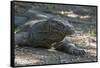 Indonesia, Komodo Island. Komodo NP, UNESCO. Famous Komodo Dragon-Cindy Miller Hopkins-Framed Stretched Canvas