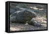 Indonesia, Komodo Island. Komodo NP, UNESCO. Famous Komodo Dragon-Cindy Miller Hopkins-Framed Stretched Canvas