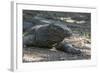 Indonesia, Komodo Island. Komodo NP, UNESCO. Famous Komodo Dragon-Cindy Miller Hopkins-Framed Photographic Print