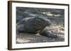 Indonesia, Komodo Island. Komodo NP, UNESCO. Famous Komodo Dragon-Cindy Miller Hopkins-Framed Photographic Print