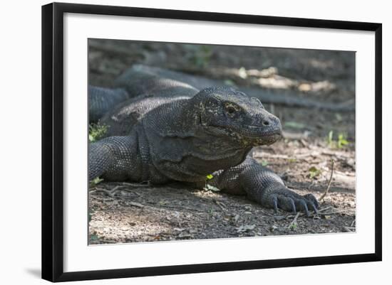 Indonesia, Komodo Island. Komodo NP, UNESCO. Famous Komodo Dragon-Cindy Miller Hopkins-Framed Photographic Print