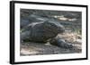 Indonesia, Komodo Island. Komodo NP, UNESCO. Famous Komodo Dragon-Cindy Miller Hopkins-Framed Photographic Print