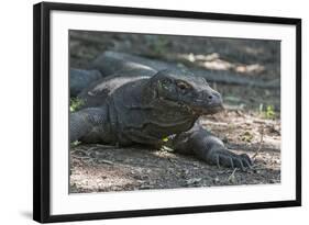 Indonesia, Komodo Island. Komodo NP, UNESCO. Famous Komodo Dragon-Cindy Miller Hopkins-Framed Photographic Print