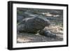 Indonesia, Komodo Island. Komodo NP, UNESCO. Famous Komodo Dragon-Cindy Miller Hopkins-Framed Photographic Print