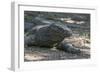 Indonesia, Komodo Island. Komodo NP, UNESCO. Famous Komodo Dragon-Cindy Miller Hopkins-Framed Photographic Print