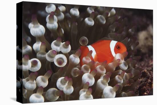 Indonesia, Komodo Island, View of Spinecheek Anemonefish-Stuart Westmorland-Stretched Canvas