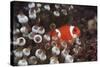 Indonesia, Komodo Island, View of Spinecheek Anemonefish-Stuart Westmorland-Stretched Canvas