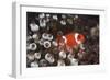 Indonesia, Komodo Island, View of Spinecheek Anemonefish-Stuart Westmorland-Framed Photographic Print