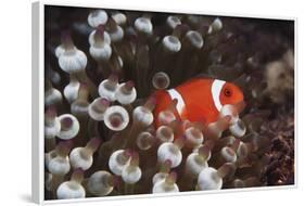 Indonesia, Komodo Island, View of Spinecheek Anemonefish-Stuart Westmorland-Framed Photographic Print