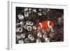 Indonesia, Komodo Island, View of Spinecheek Anemonefish-Stuart Westmorland-Framed Photographic Print