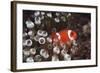 Indonesia, Komodo Island, View of Spinecheek Anemonefish-Stuart Westmorland-Framed Photographic Print