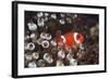 Indonesia, Komodo Island, View of Spinecheek Anemonefish-Stuart Westmorland-Framed Photographic Print