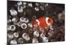 Indonesia, Komodo Island, View of Spinecheek Anemonefish-Stuart Westmorland-Mounted Photographic Print