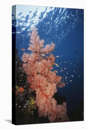 Indonesia, Komodo Islands, Gorgonian Soft Coral, Siphonogorgia-Stuart Westmorland-Stretched Canvas