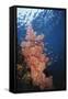 Indonesia, Komodo Islands, Gorgonian Soft Coral, Siphonogorgia-Stuart Westmorland-Framed Stretched Canvas