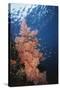 Indonesia, Komodo Islands, Gorgonian Soft Coral, Siphonogorgia-Stuart Westmorland-Stretched Canvas