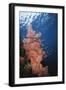 Indonesia, Komodo Islands, Gorgonian Soft Coral, Siphonogorgia-Stuart Westmorland-Framed Photographic Print