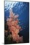 Indonesia, Komodo Islands, Gorgonian Soft Coral, Siphonogorgia-Stuart Westmorland-Mounted Photographic Print