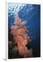 Indonesia, Komodo Islands, Gorgonian Soft Coral, Siphonogorgia-Stuart Westmorland-Framed Photographic Print