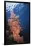 Indonesia, Komodo Islands, Gorgonian Soft Coral, Siphonogorgia-Stuart Westmorland-Framed Photographic Print