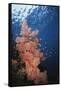 Indonesia, Komodo Islands, Gorgonian Soft Coral, Siphonogorgia-Stuart Westmorland-Framed Stretched Canvas