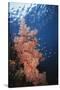 Indonesia, Komodo Islands, Gorgonian Soft Coral, Siphonogorgia-Stuart Westmorland-Stretched Canvas