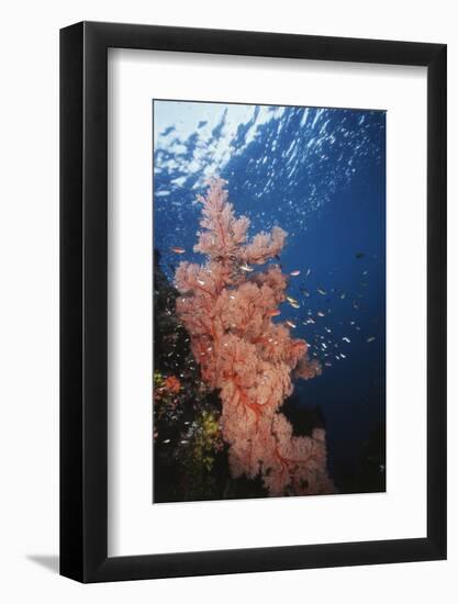 Indonesia, Komodo Islands, Gorgonian Soft Coral, Siphonogorgia-Stuart Westmorland-Framed Photographic Print