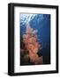 Indonesia, Komodo Islands, Gorgonian Soft Coral, Siphonogorgia-Stuart Westmorland-Framed Photographic Print