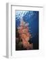 Indonesia, Komodo Islands, Gorgonian Soft Coral, Siphonogorgia-Stuart Westmorland-Framed Photographic Print