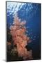 Indonesia, Komodo Islands, Gorgonian Soft Coral, Siphonogorgia-Stuart Westmorland-Mounted Photographic Print