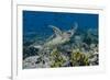 Indonesia, Komodo National Park, Tatawa Besar. Close-Up of Hawksbill Sea Turtle-Jaynes Gallery-Framed Photographic Print