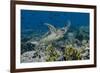 Indonesia, Komodo National Park, Tatawa Besar. Close-Up of Hawksbill Sea Turtle-Jaynes Gallery-Framed Photographic Print