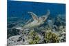 Indonesia, Komodo National Park, Tatawa Besar. Close-Up of Hawksbill Sea Turtle-Jaynes Gallery-Mounted Photographic Print