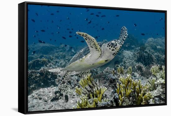 Indonesia, Komodo National Park, Tatawa Besar. Close-Up of Hawksbill Sea Turtle-Jaynes Gallery-Framed Stretched Canvas