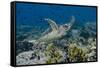 Indonesia, Komodo National Park, Tatawa Besar. Close-Up of Hawksbill Sea Turtle-Jaynes Gallery-Framed Stretched Canvas