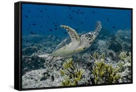 Indonesia, Komodo National Park, Tatawa Besar. Close-Up of Hawksbill Sea Turtle-Jaynes Gallery-Framed Stretched Canvas