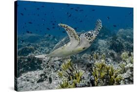 Indonesia, Komodo National Park, Tatawa Besar. Close-Up of Hawksbill Sea Turtle-Jaynes Gallery-Stretched Canvas