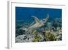 Indonesia, Komodo National Park, Tatawa Besar. Close-Up of Hawksbill Sea Turtle-Jaynes Gallery-Framed Photographic Print