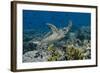 Indonesia, Komodo National Park, Tatawa Besar. Close-Up of Hawksbill Sea Turtle-Jaynes Gallery-Framed Photographic Print