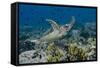 Indonesia, Komodo National Park, Tatawa Besar. Close-Up of Hawksbill Sea Turtle-Jaynes Gallery-Framed Stretched Canvas