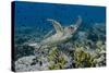 Indonesia, Komodo National Park, Tatawa Besar. Close-Up of Hawksbill Sea Turtle-Jaynes Gallery-Stretched Canvas