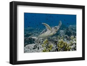 Indonesia, Komodo National Park, Tatawa Besar. Close-Up of Hawksbill Sea Turtle-Jaynes Gallery-Framed Photographic Print