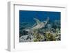 Indonesia, Komodo National Park, Tatawa Besar. Close-Up of Hawksbill Sea Turtle-Jaynes Gallery-Framed Photographic Print